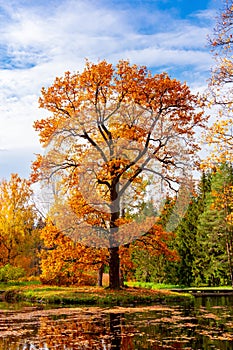 Oak tree in Catherine park in autumn, Tsarskoe Selo Pushkin, Saint Petersburg, Russia