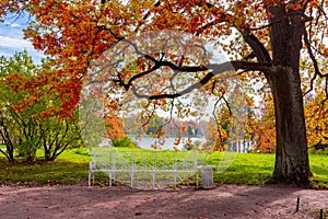 Oak tree in Catherine park in autumn, Tsarskoe Selo Pushkin, Saint Petersburg, Russia