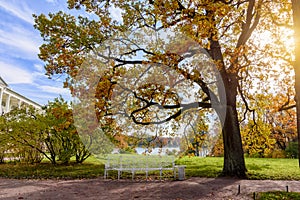 Oak tree in Catherine park in autumn, Tsarskoe Selo Pushkin, Saint Petersburg, Russia