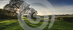 Oak tree in Chiltern Landscape