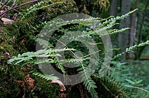 Oak tree with Common Polypody fern