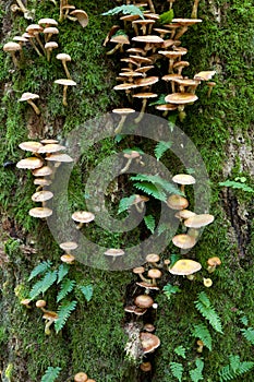 Oak tree with Common Polypody fern and fungi