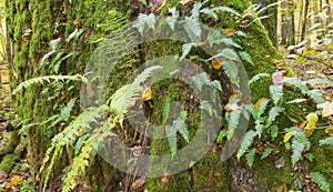 Oak tree with Common Polypody fern photo