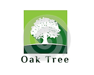 Oak tree company logo square