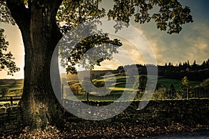 Oak Tree on Country Lane