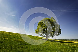 Quercia un albero campagna 