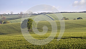 Oak Tree Countryside