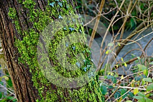 Oak tree covered with green moss and Ivy leaves climbing on the tree