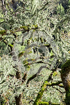 An oak tree covered in Lace Lichen (Ramalina menziesii)