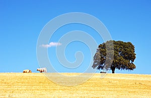 oak tree and cows in alentejo field