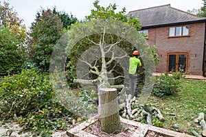 Oak tree cut down in a garden