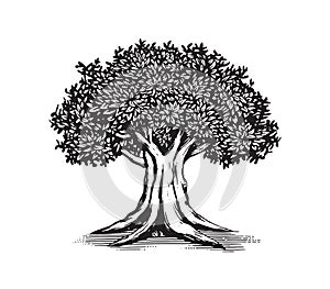 Oak Tree Drawing Vector Logo Design Illustration