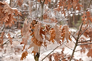 Oak tree dry brown leaves on the branch covered with ice glazing