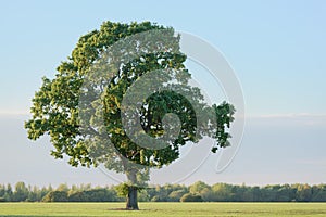 Oak Tree In Early Autumn