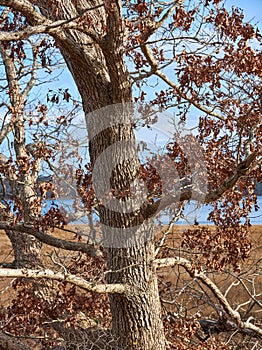 An oak tree in early winter with many leaves still left on the tree. In Westport MA on the Westport River