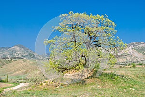 Oak tree in elevation