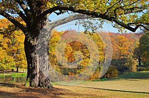 Oak tree in fall