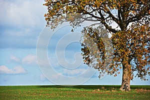 Oak tree in fall