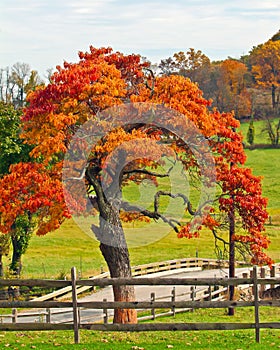 Oak Tree in Fall