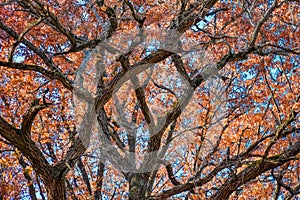 Oak Tree in the Fall photo