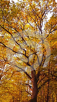 Oak tree fall nature specific
