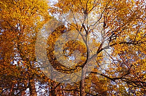 Oak tree fall nature specific