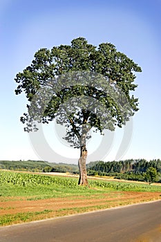 Oak Tree in a Field