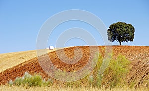 Oak tree in a field , Alentejo