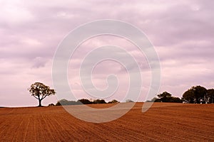 Oak tree in field with cloudy sky