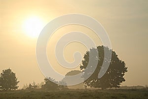 oak tree in a field on foggy sunny autumn morning silhouette of at sunrise