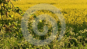 Oak tree and a field of oilseed rape or rapeseed yellow flowers in the British or English countryside