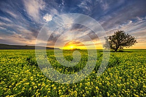 Oak tree in field of