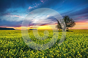 Oak tree in field of