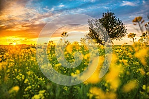 Oak tree in field of