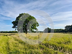 Oak tree in a field on sunny day