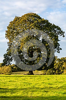 An Oak Tree in a Field in Sussex, on a Sunny Day