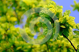 Oak tree foliage