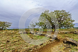 Oak Tree, footpath, in Snir Stream Nature Reserve