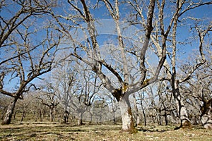 Oak tree forest in Cabaneros park, Spain photo