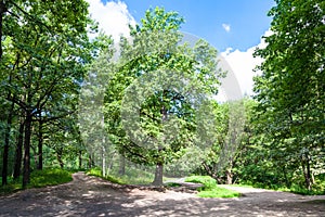 oak tree on forest glade on sunny summer day