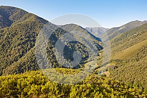 Oak tree forest landscape in Asturias. Muniellos viewpoint. Bear