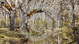 Oak tree forest and stream in Cabaneros park, Spain photo