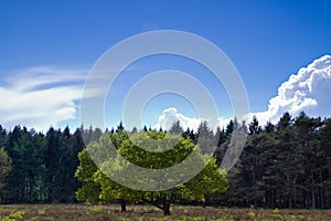 Oak tree with fresh green leaves