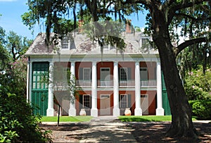 Oak Tree in Front of Plantation