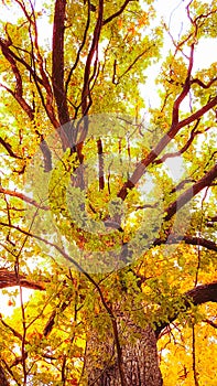 Oak tree glowing at sunset light