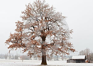 One oak tree with golden leaves in crispy cold landscape at late fall