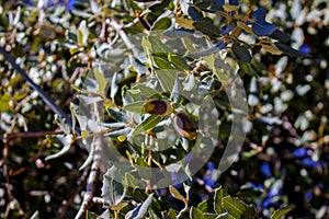 Oak tree with green acorn.