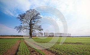 Oak tree on a green crop field