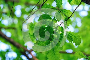 Oak tree, green foliage, soft light