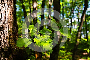 Oak tree in the green forest